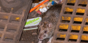 Rat in New York City